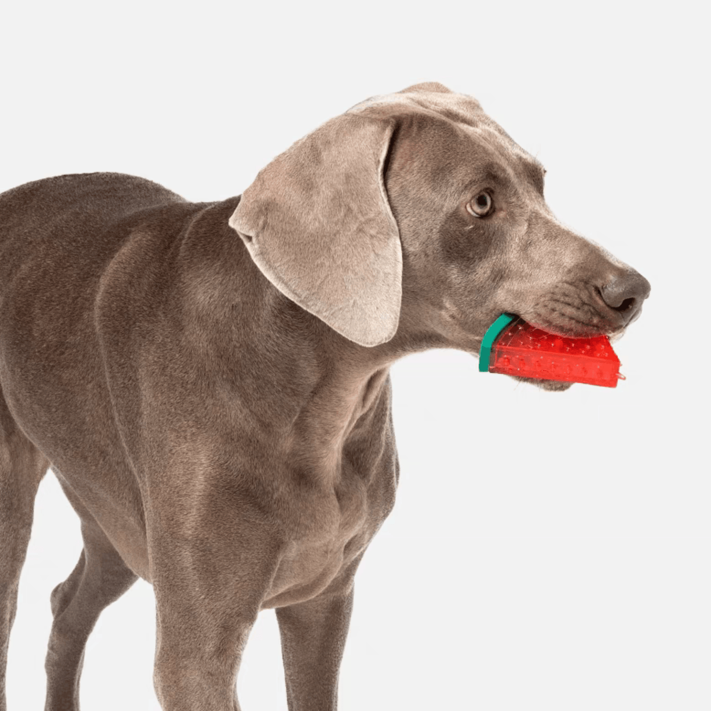 Fruit Series Durable Chew Toys for Dogs with Squeaky Feature - PEKOO