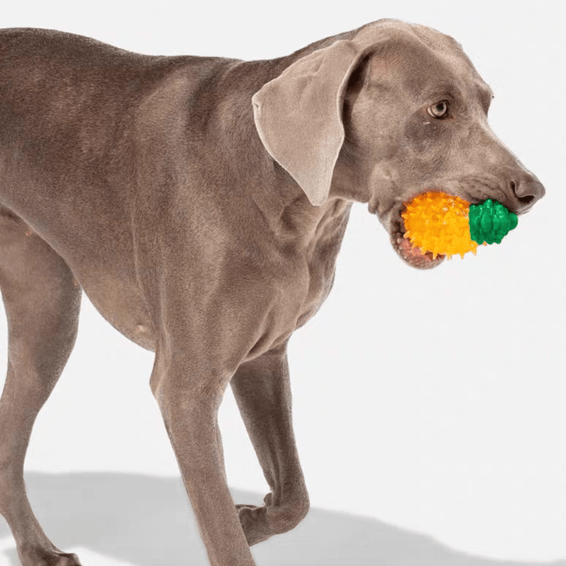 Fruit Series Durable Chew Toys for Dogs with Squeaky Feature - PEKOO