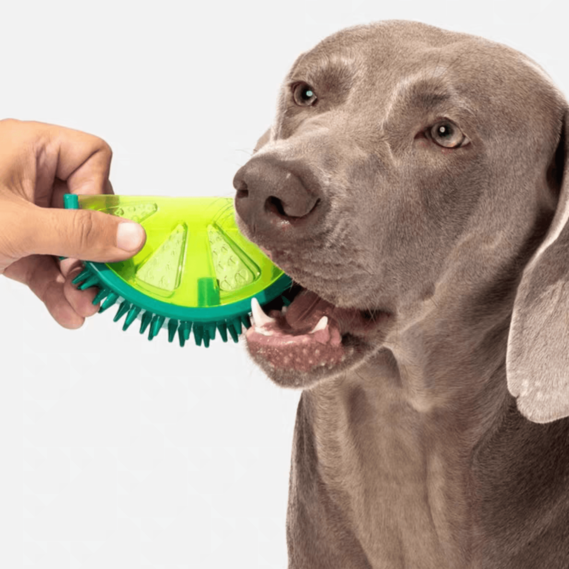 Fruit Series Durable Chew Toys for Dogs with Squeaky Feature - PEKOO