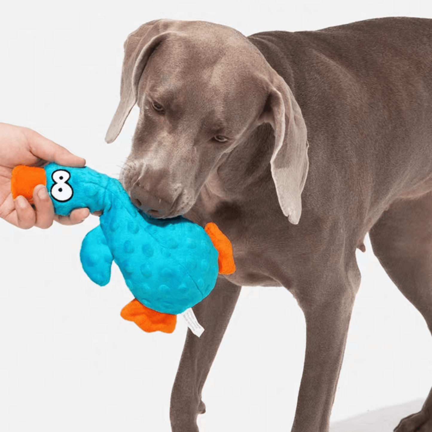 Interactive Squeaky Duck Dog Toy - PEKOO