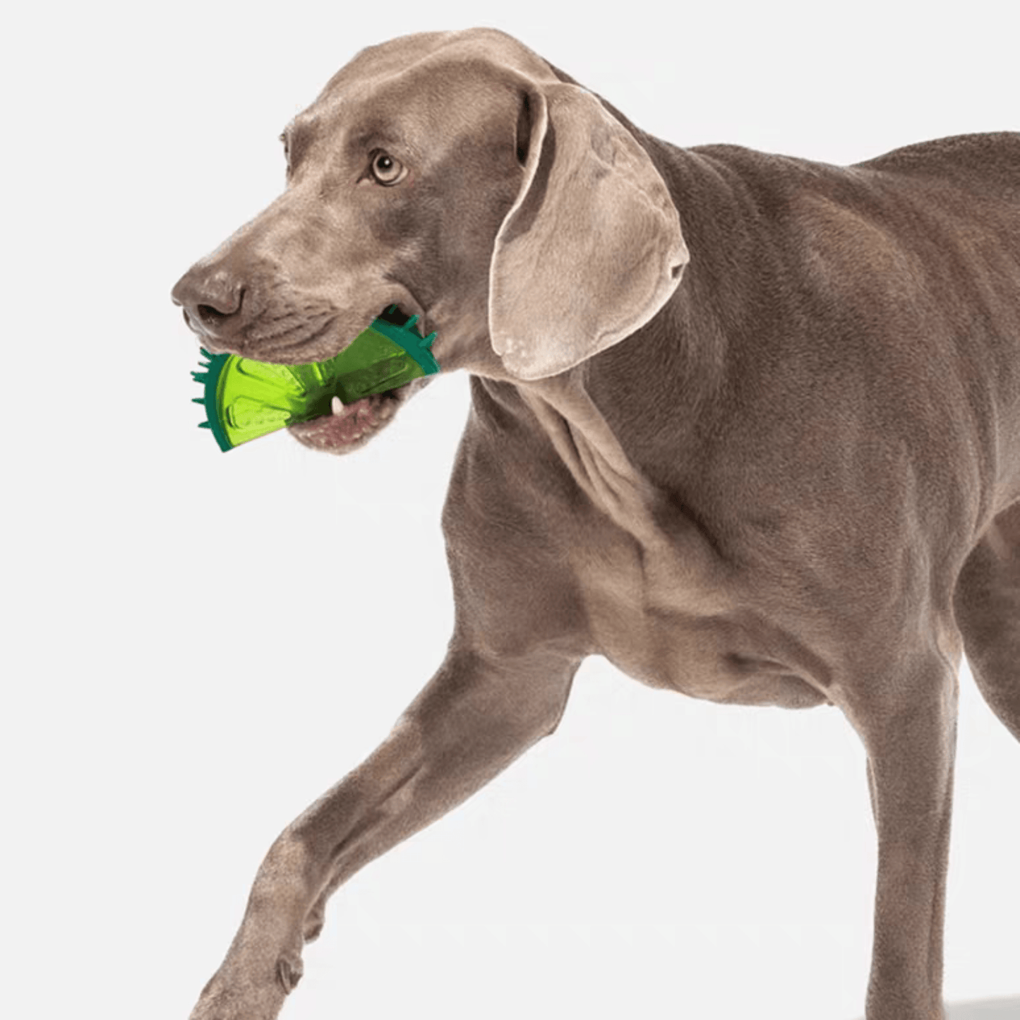 Fruit Series Durable Chew Toys for Dogs with Squeaky Feature - PEKOO