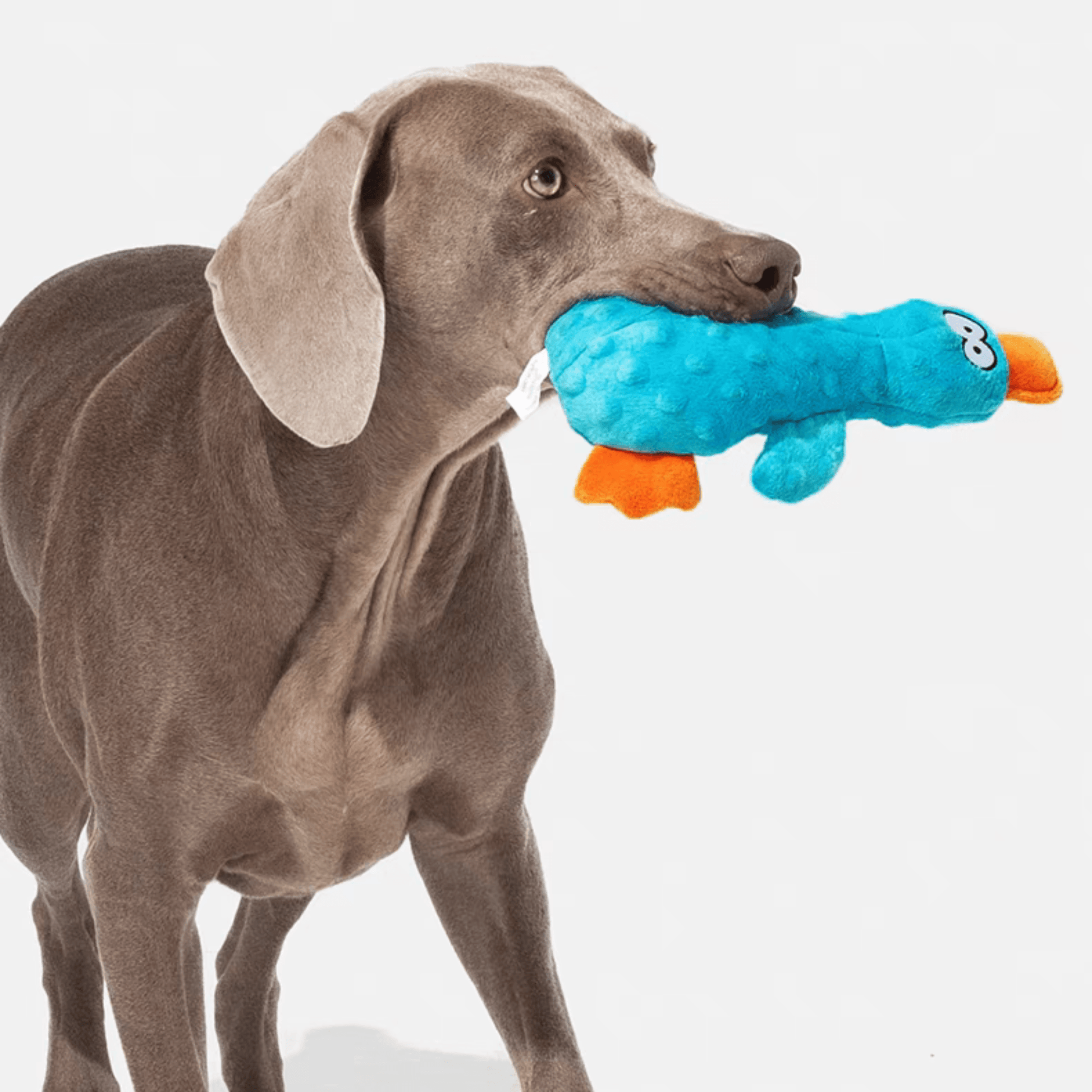 Interactive Squeaky Duck Dog Toy - PEKOO