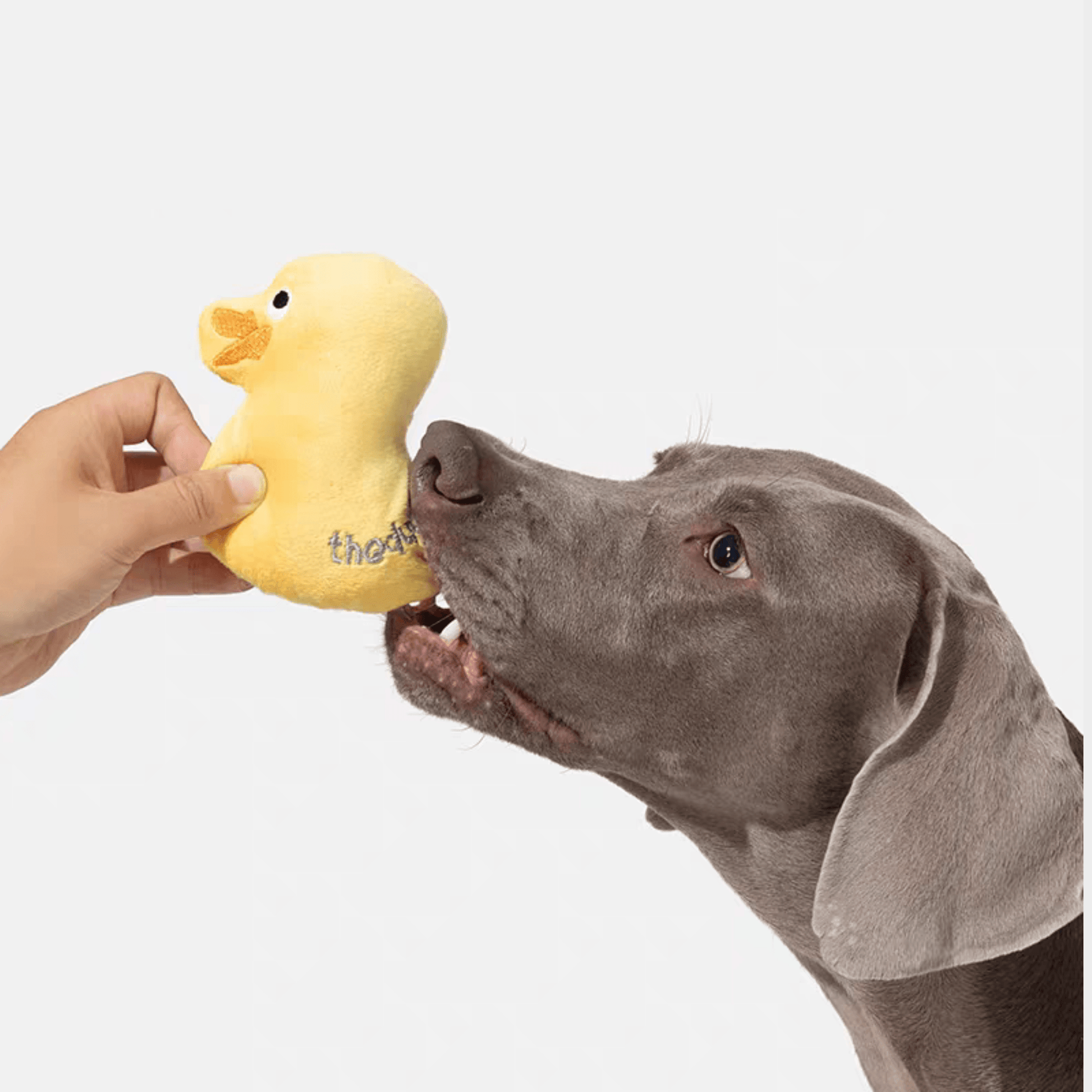 Yellow Duck Plush Squeak Toy - PEKOO