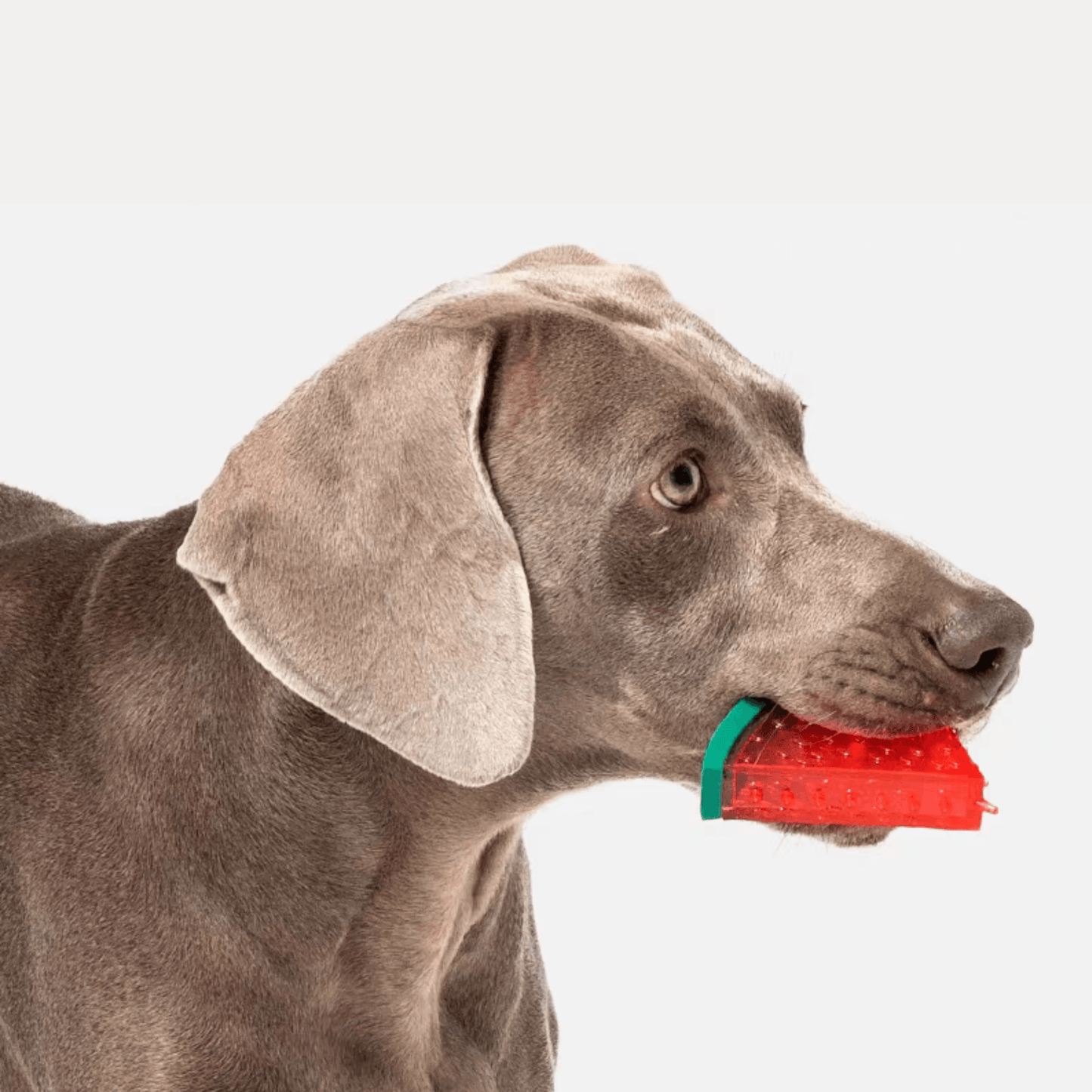 Fruit Series Durable Chew Toys for Dogs with Squeaky Feature - PEKOO