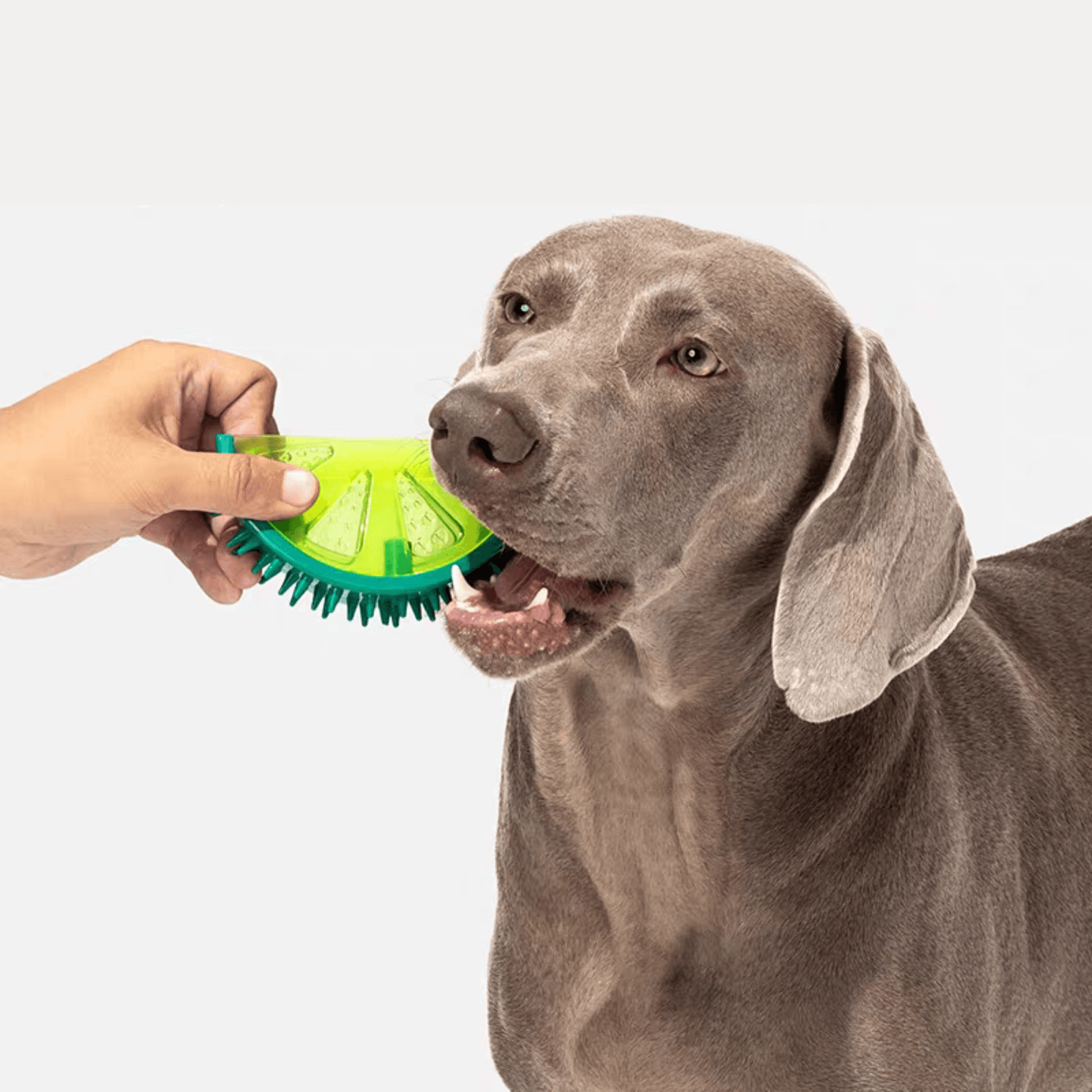 Fruit Series Durable Chew Toys for Dogs with Squeaky Feature - PEKOO