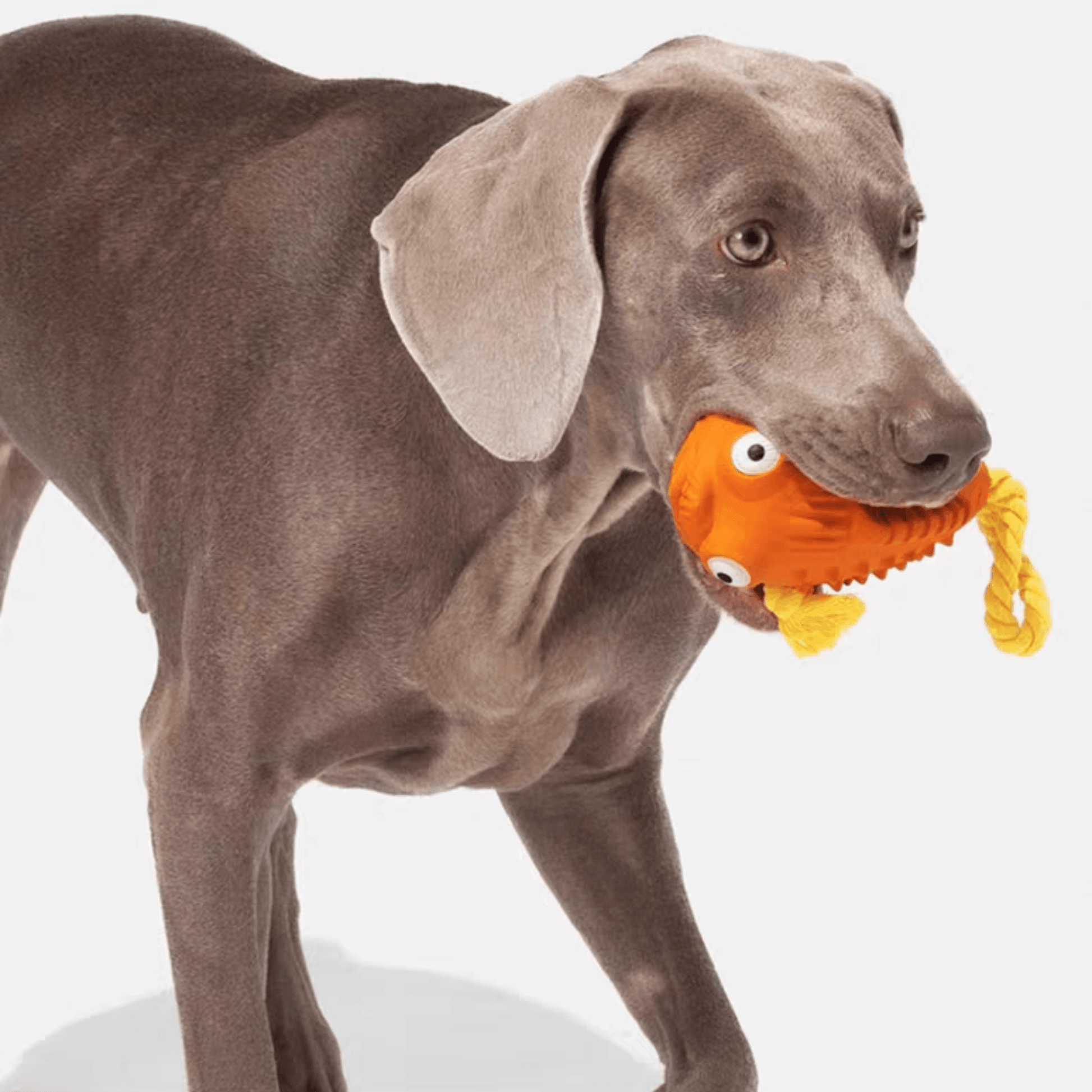 Interactive Fish Chew Toy for Dogs - PEKOO