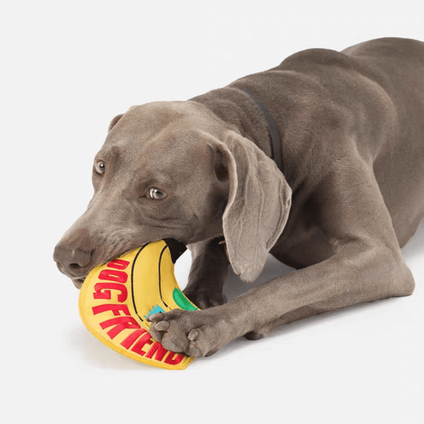 Interactive Banana Chew Frisbee - PEKOO