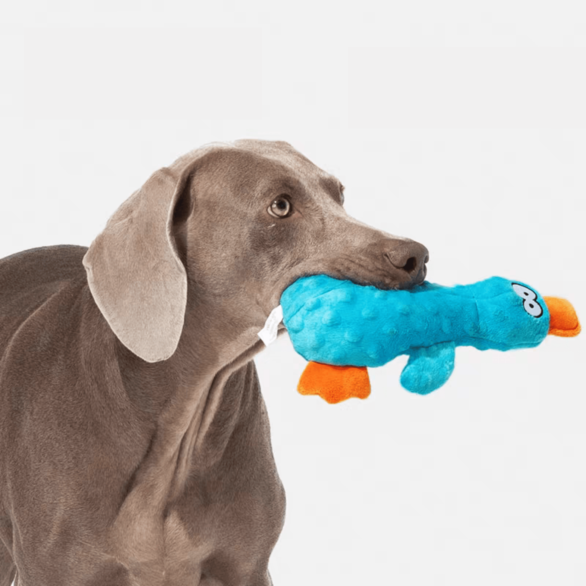 Interactive Squeaky Duck Dog Toy - PEKOO