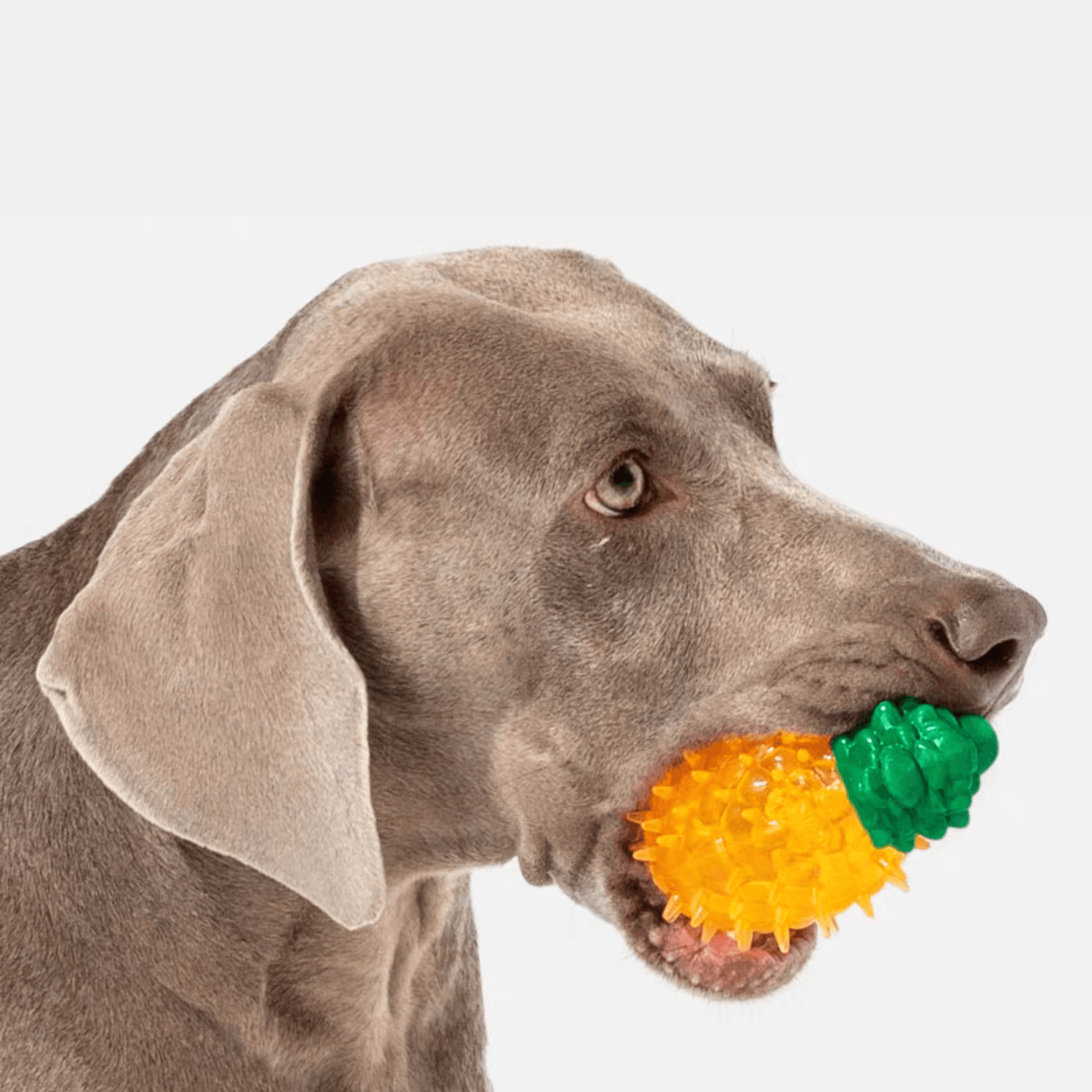 Fruit Series Durable Chew Toys for Dogs with Squeaky Feature - PEKOO