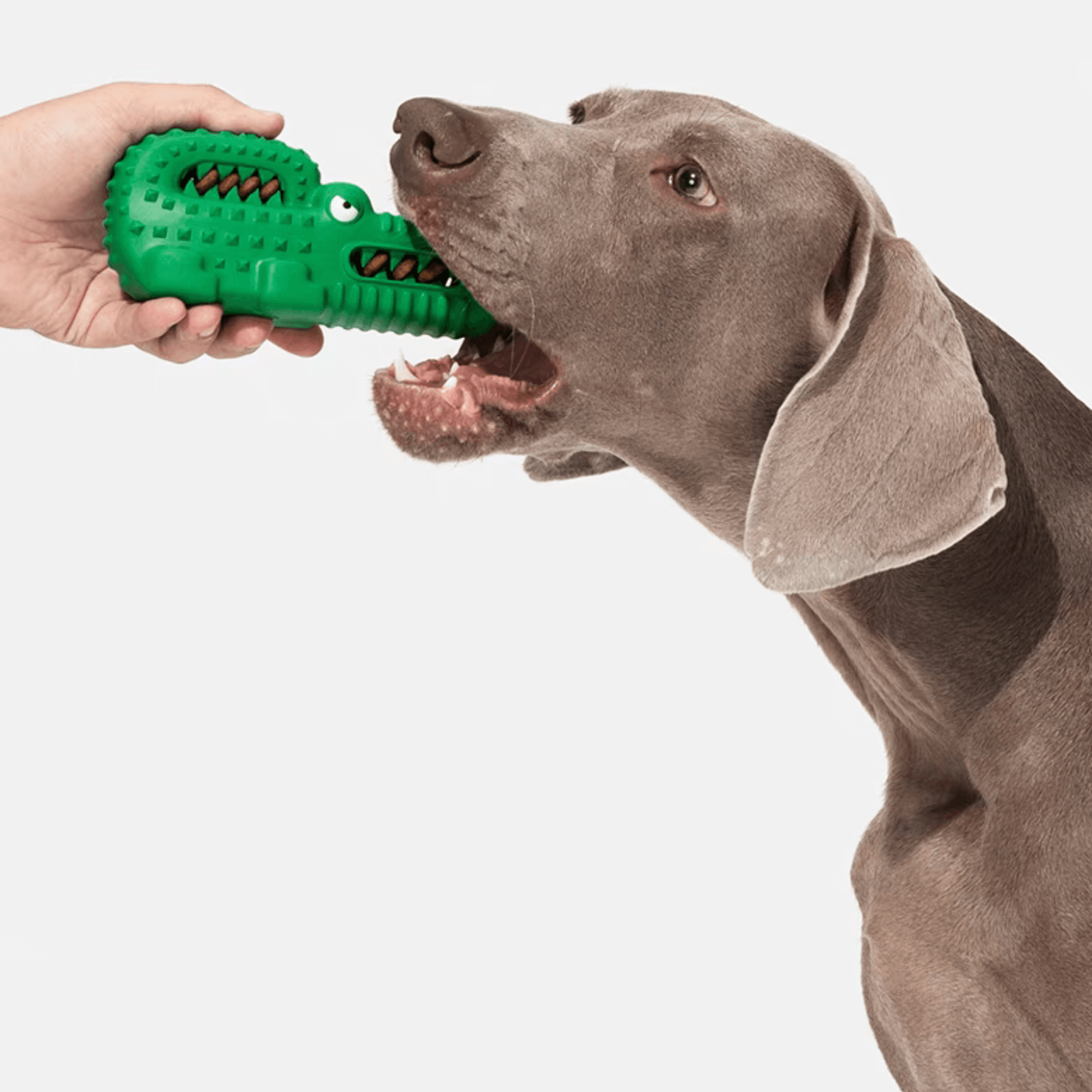 Durable Crocodile Dog Chew Toy - PEKOO