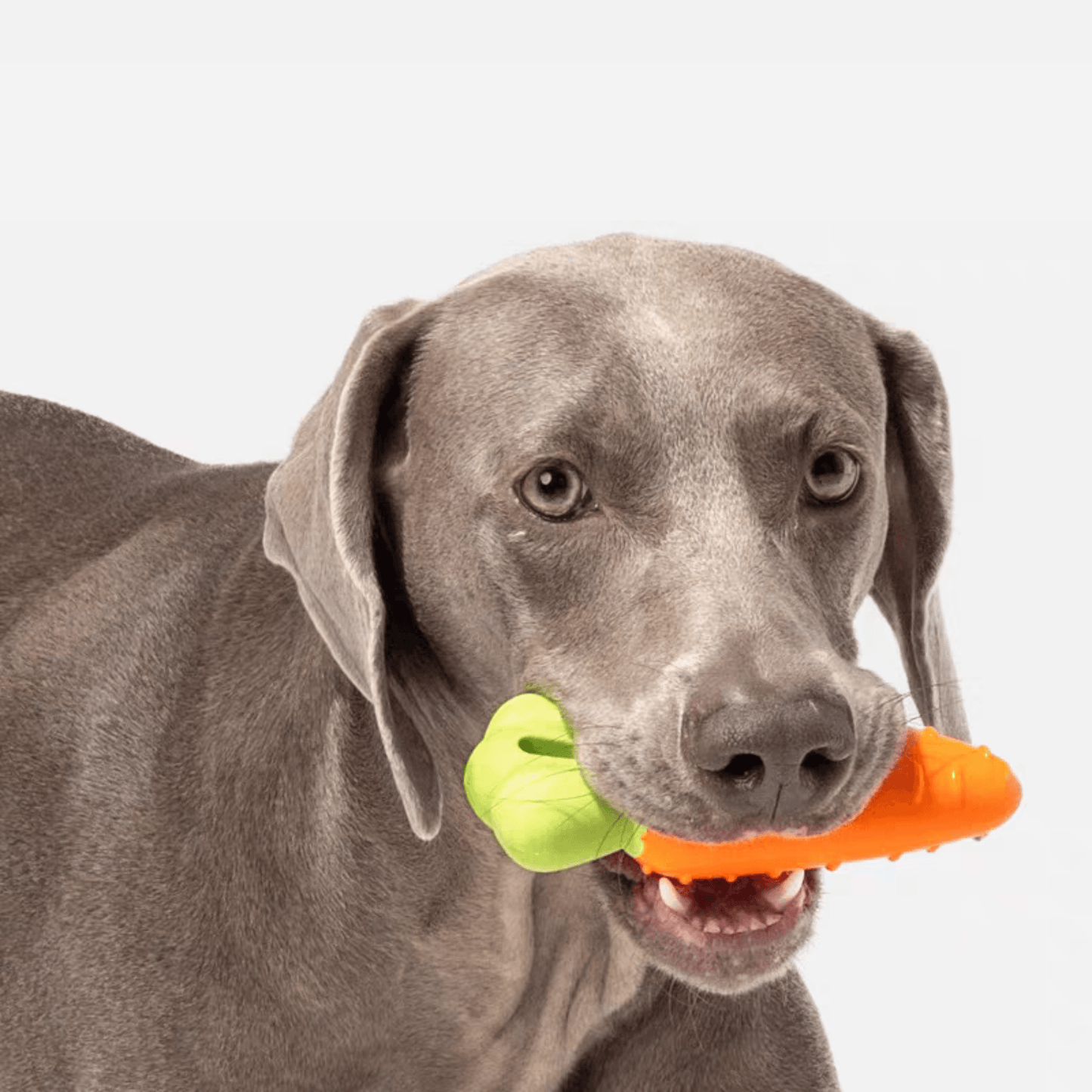 Durable Vegetable Chew Toys for Dogs - PEKOO