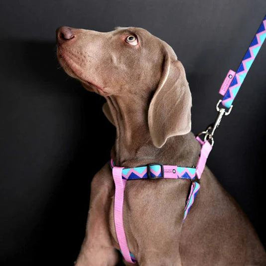 Rainbow Series Y Dog Harness Bundle - PEKOO