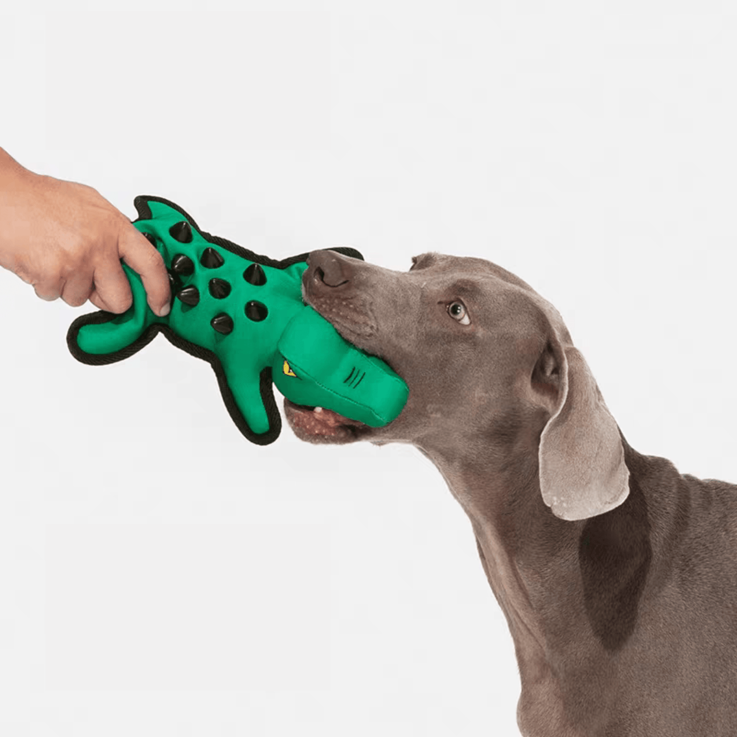 Squeaky Alligator Dog Toy - PEKOO