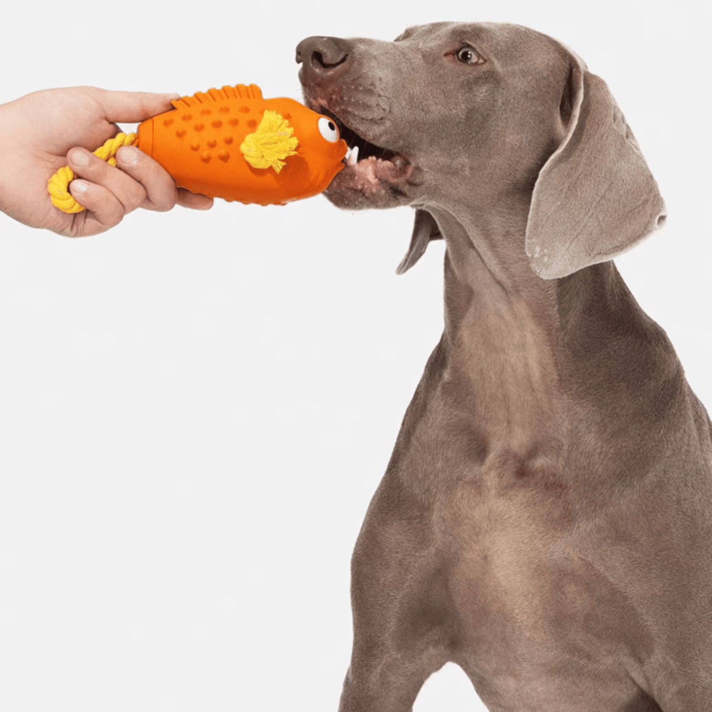 Interactive Fish Chew Toy for Dogs - PEKOO