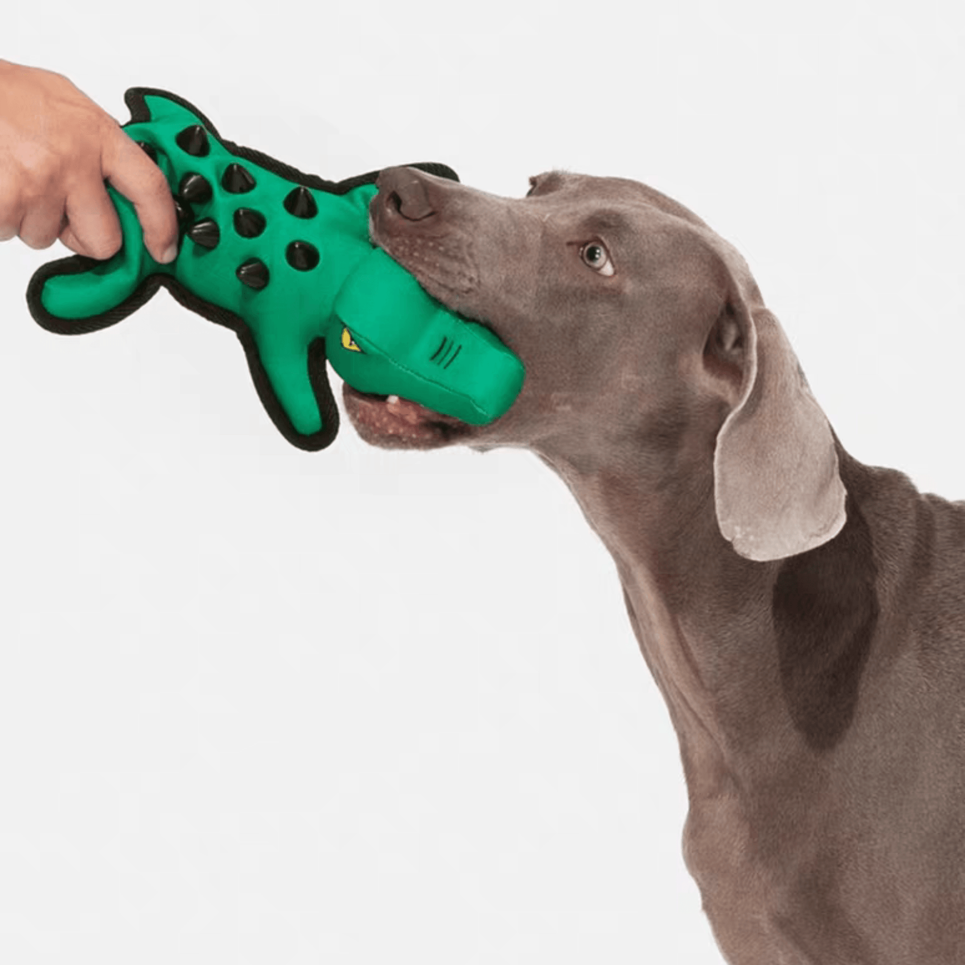 Squeaky Alligator Dog Toy - PEKOO