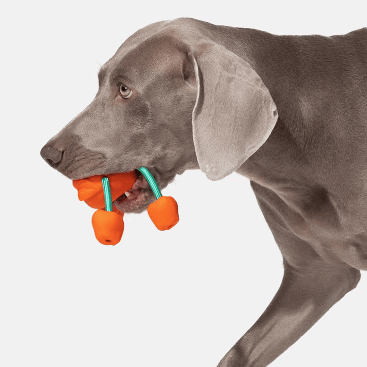 Cheerful Chewer Durable Dog Toy - PEKOO