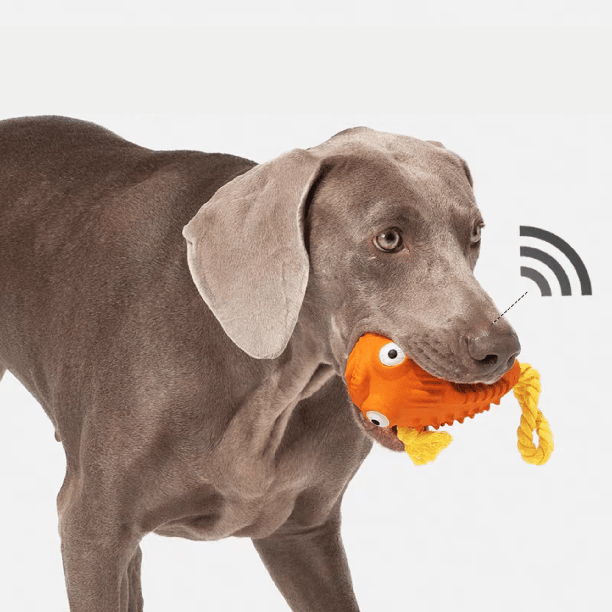 Interactive Fish Chew Toy for Dogs - PEKOO