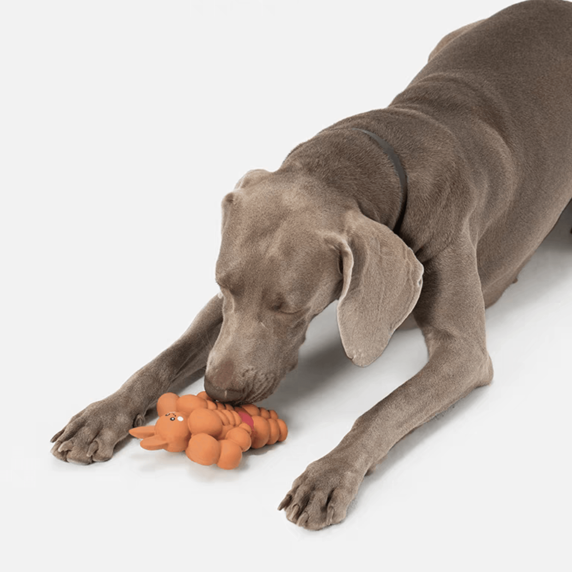 Muscle Rabbit Chew Toy for Dogs - PEKOO