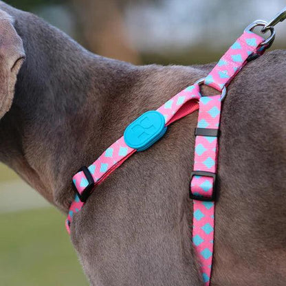 Colorful Series Y Dog Harness Bundle - PEKOO