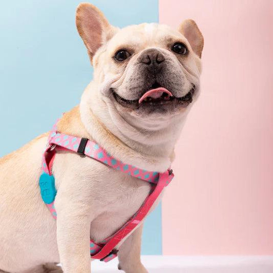 Colorful Series Y Dog Harness Bundle - PEKOO