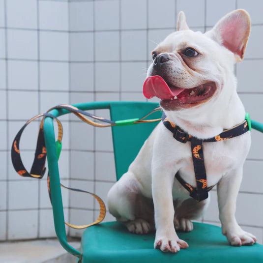 Colorful Series Y Dog Harness Bundle - PEKOO