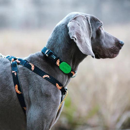 Colorful Series Y Dog Harness Bundle - PEKOO